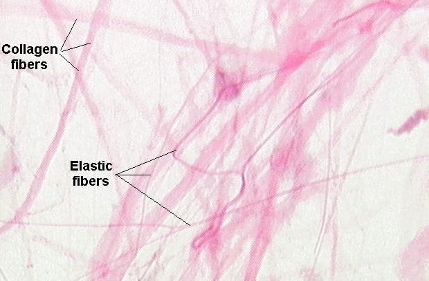 collagen-fibers